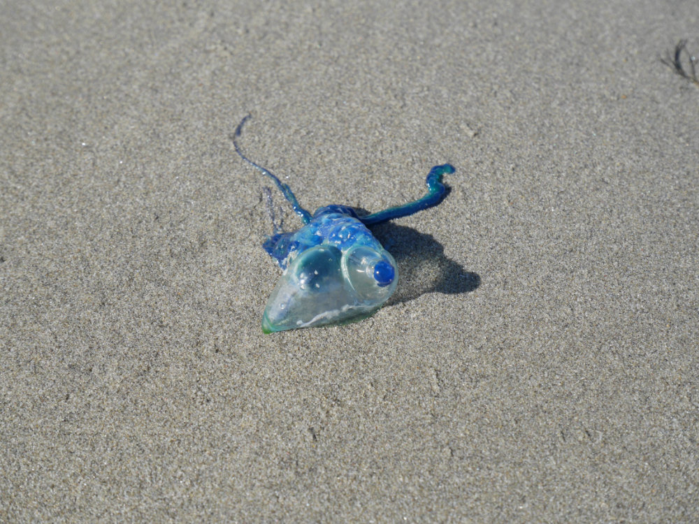 Crazy blue-dudes