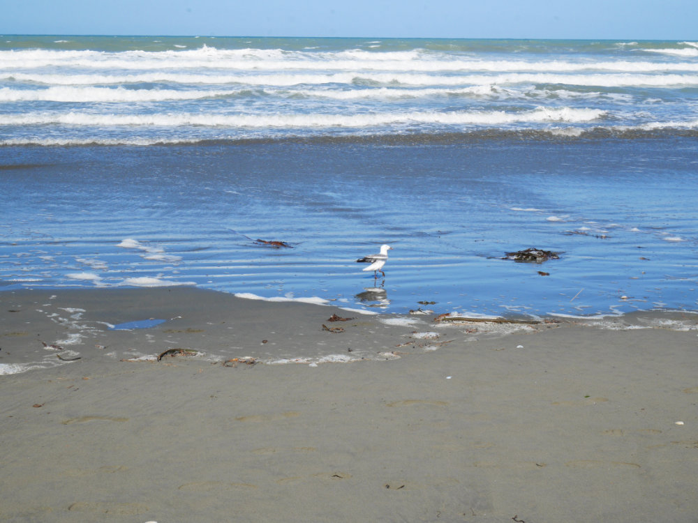 Seagull chilling on New Brighton Beach