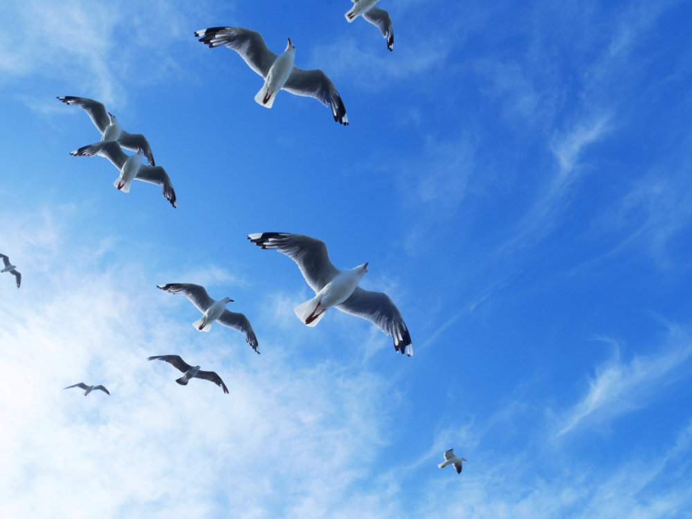 Eep! Seagulls