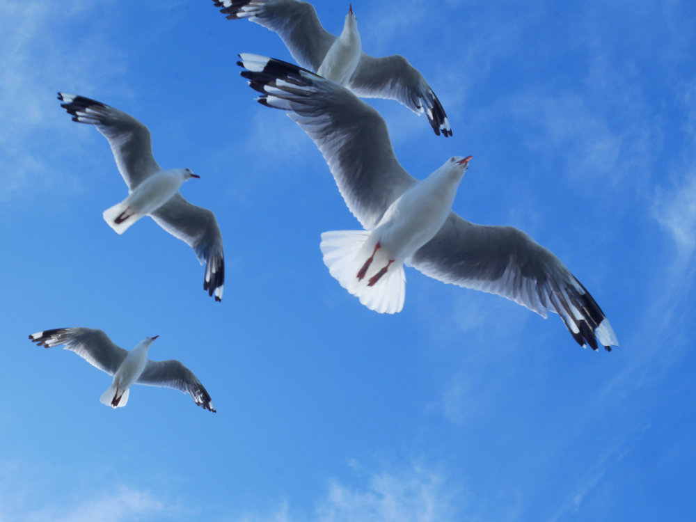Seagull close up
