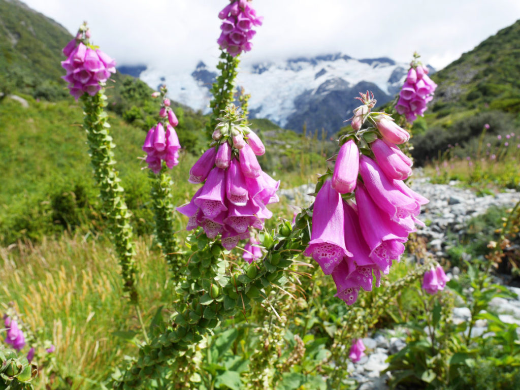 Foxgloves leading to the start of Mueller Hut day hike