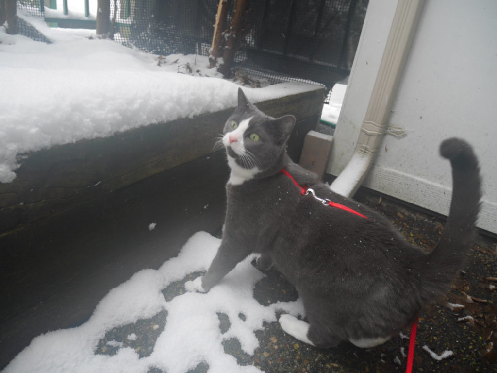 This is too cold for cats!