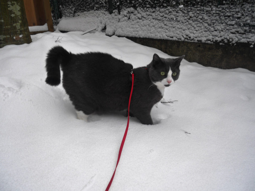 Monty in the snow