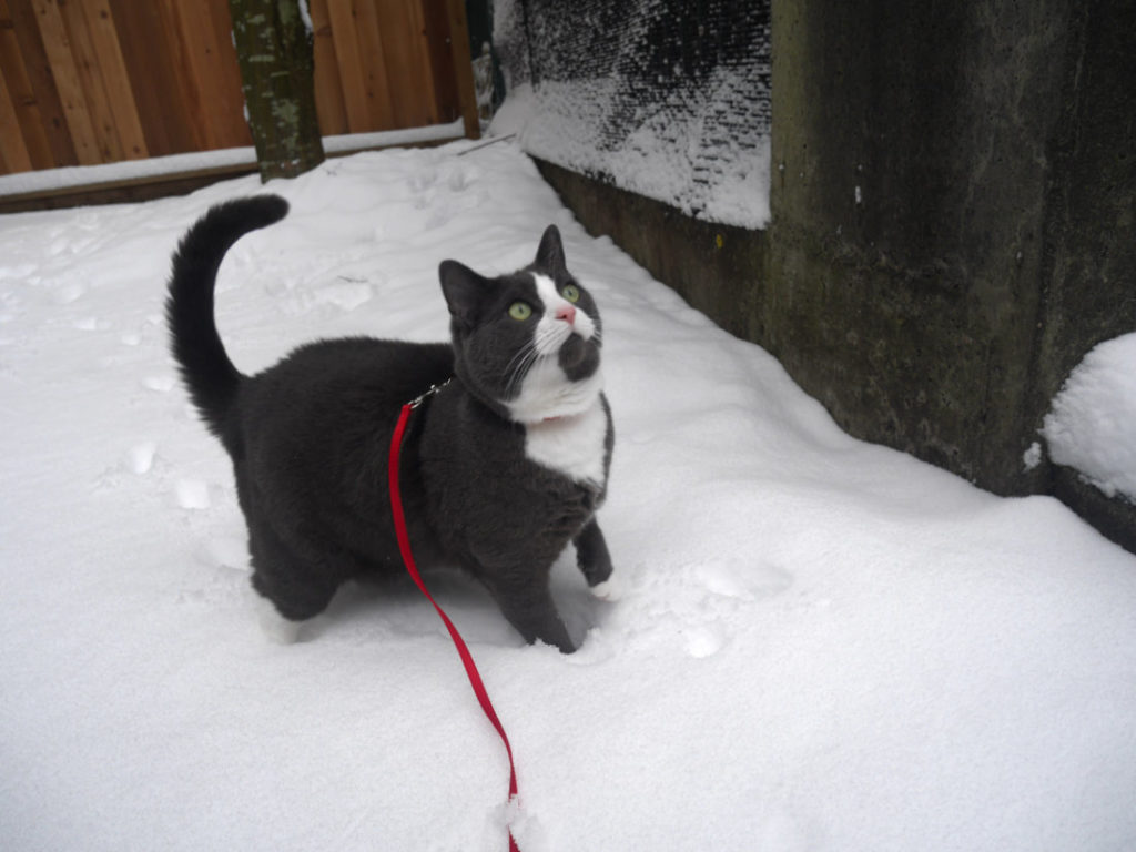 Monty in the snow