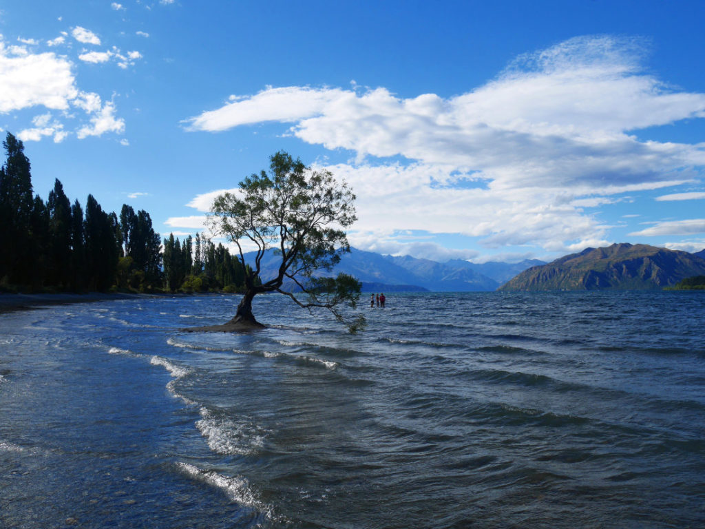 The Wanaka Tree