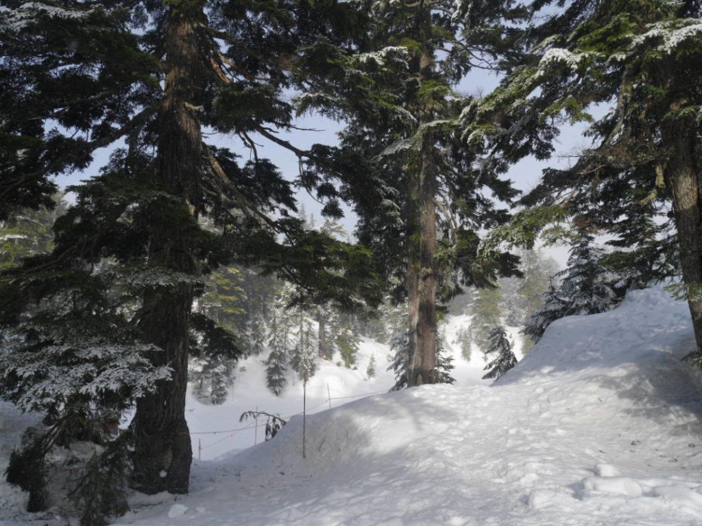 Grouse Mountain snow shoe trail