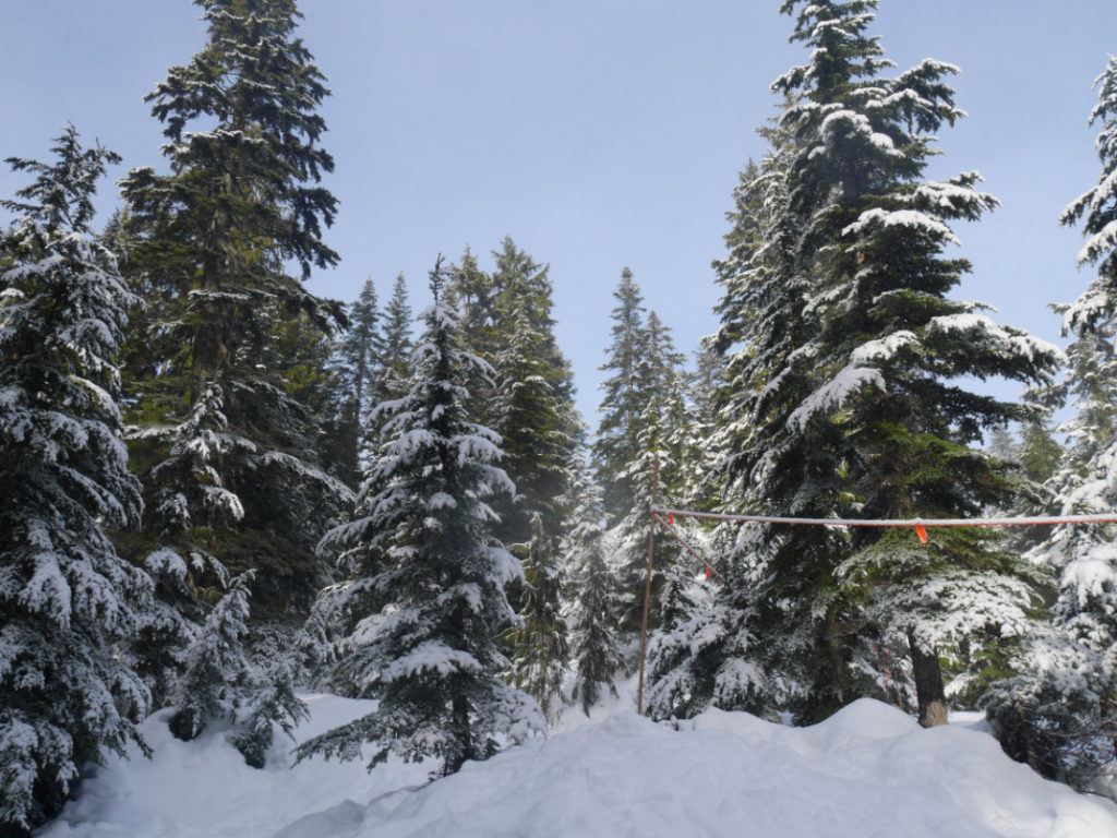 Grouse Mountain snow shoe trail