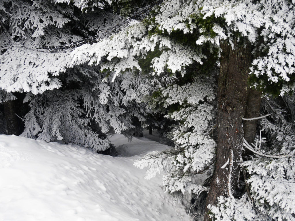 Grouse Mountain in the snow
