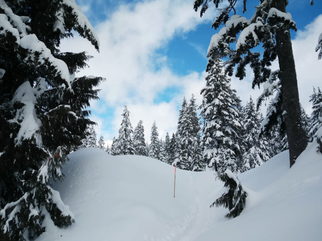 Snowshoe trails on Mount Seymour