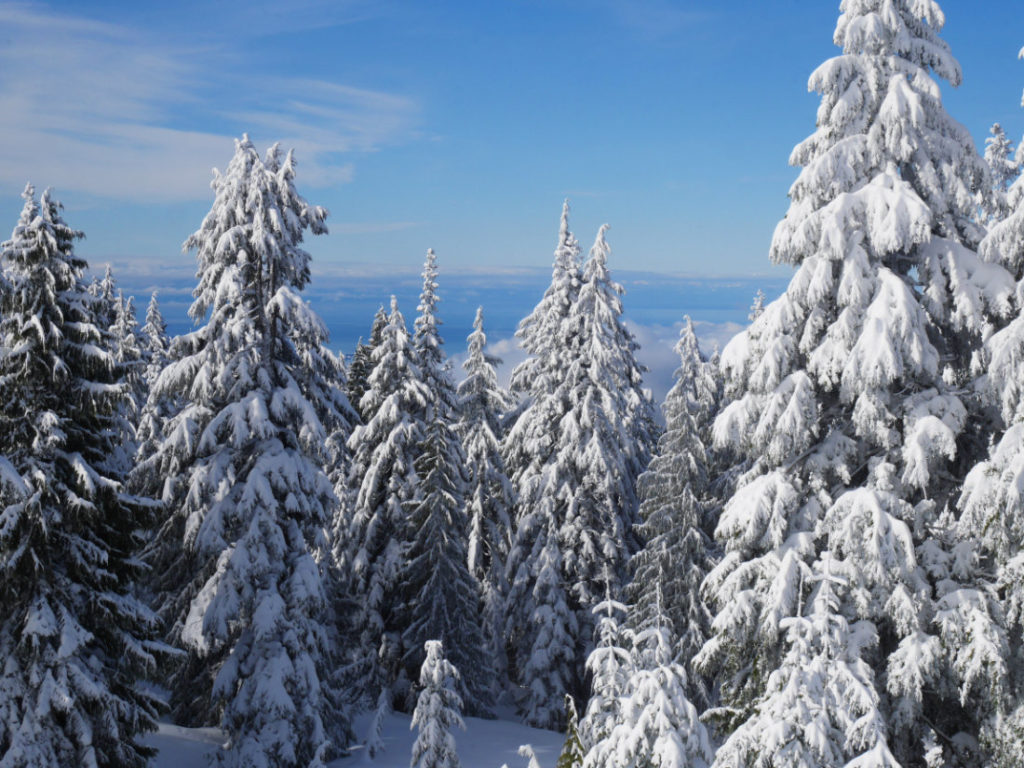 Tree views on Dog Mountain