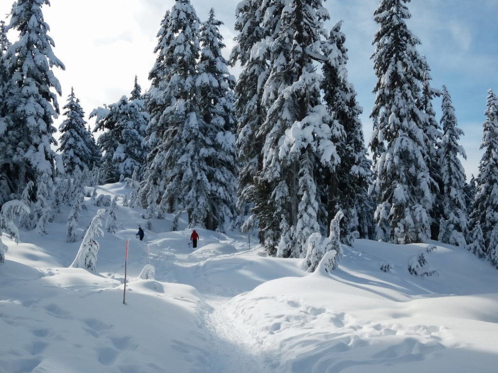 Dog Mountain trail in the snow