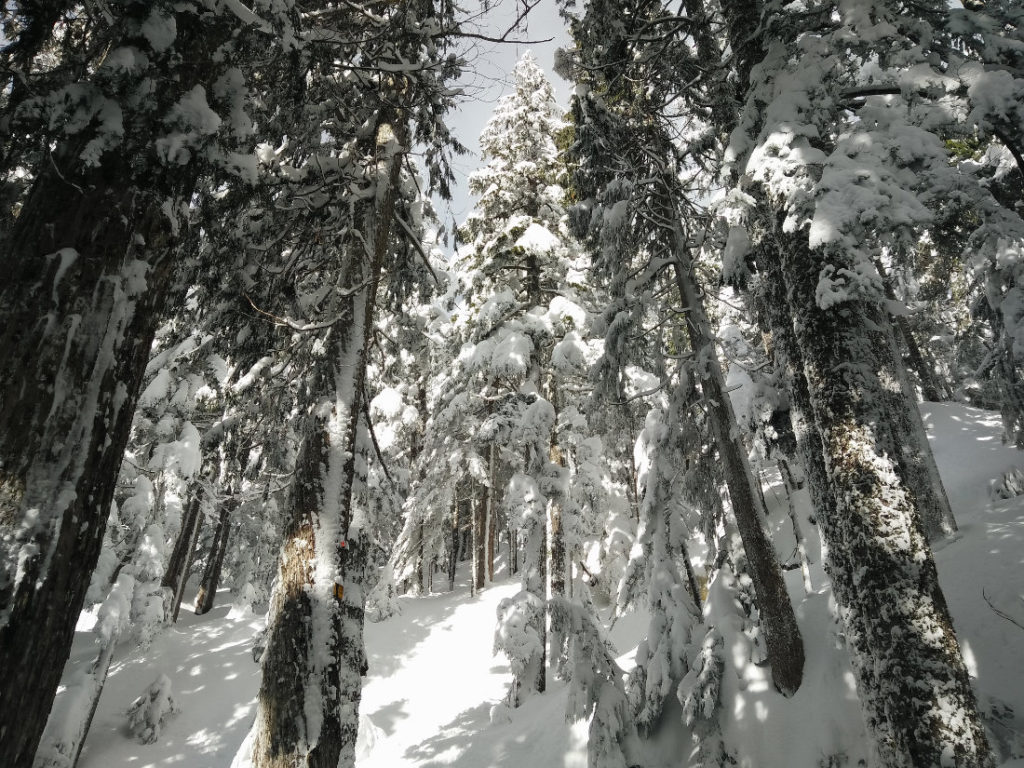 Dog Mountain Trail Trees