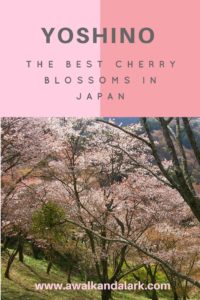 Best cherry blossoms in Japan - Yoshino