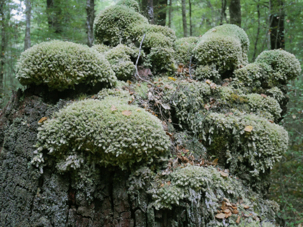 Interesting mosses