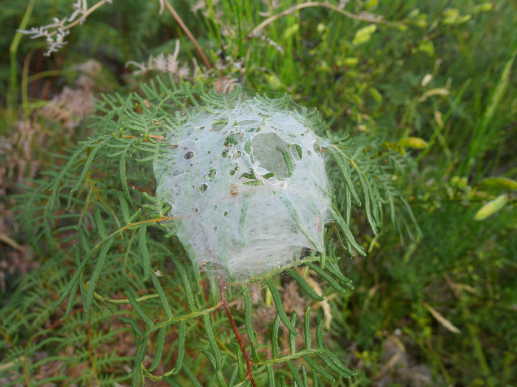 Mystery webs