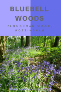 Bluebell woods Ploughman wood Nottingham