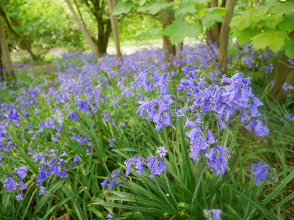 Bluebells in Malvern Hills