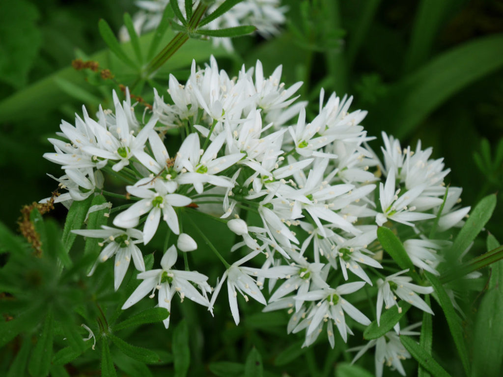Garlic flowers