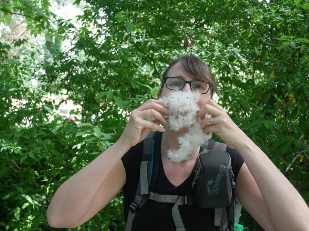 Cottonwood beard