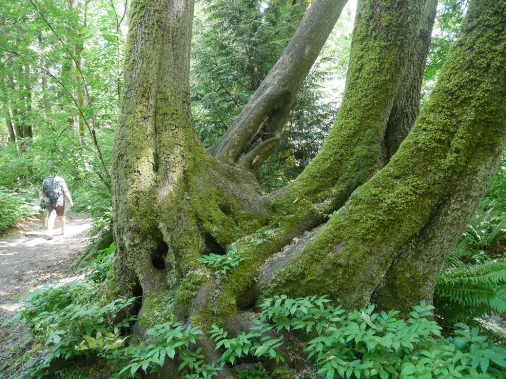 Amazing trees in Lynn Creek