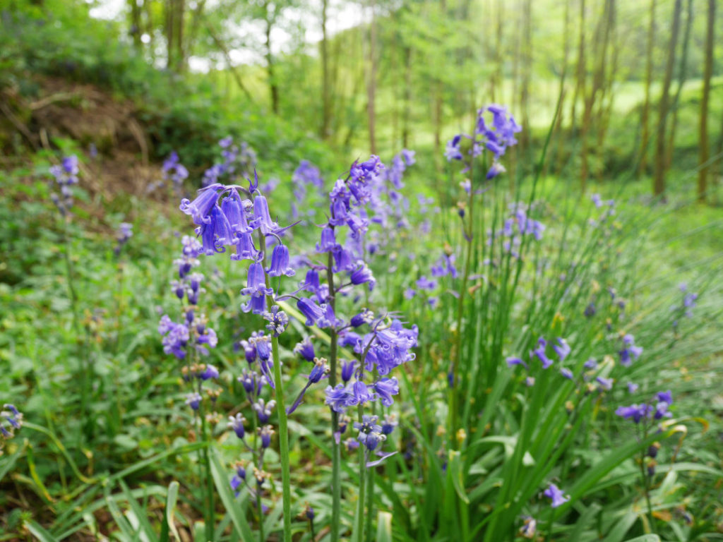 Bluebells at Owlpen