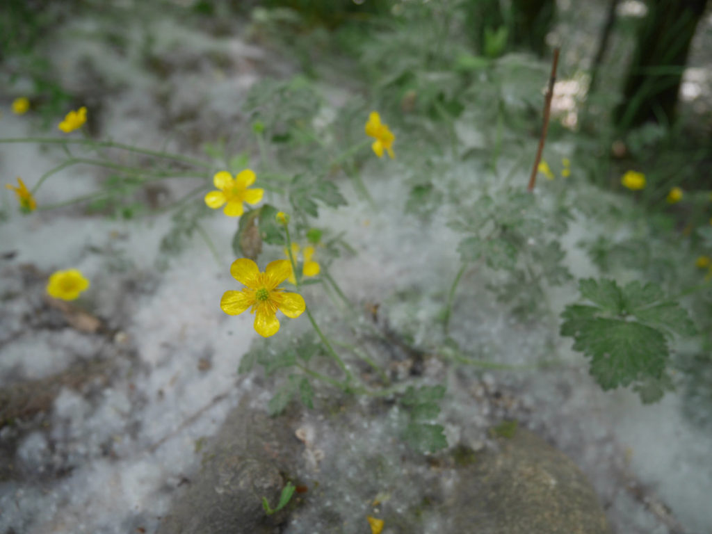 Cottonwood