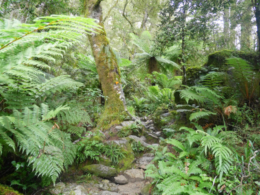 Hiking through the forest to Lake Marian