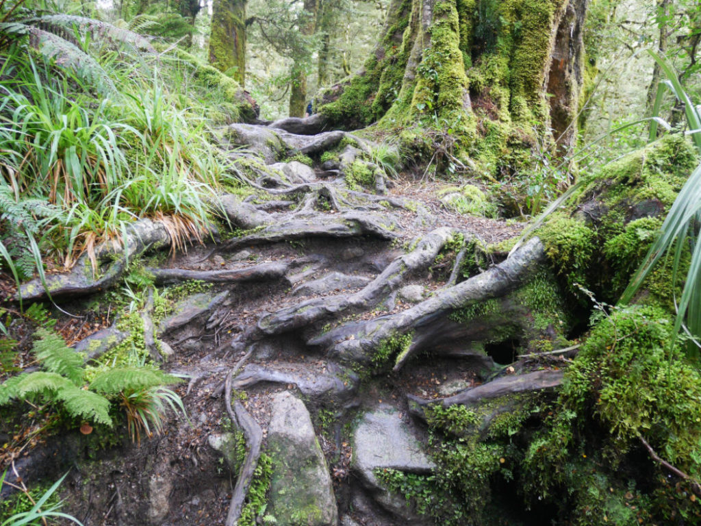 Roots on the Marian Lake track