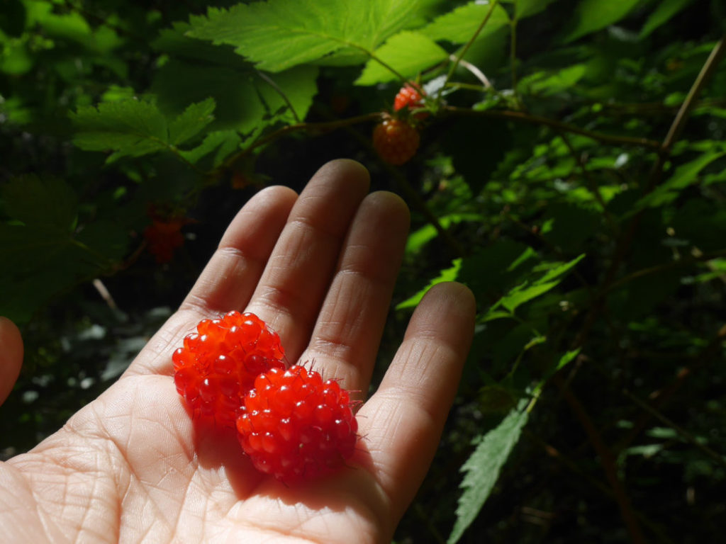 Salmon berries