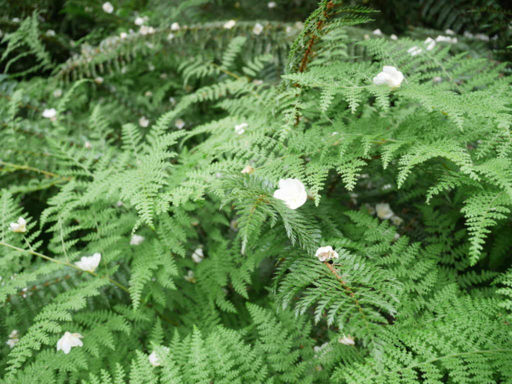 Ferns on the Marian Lake track