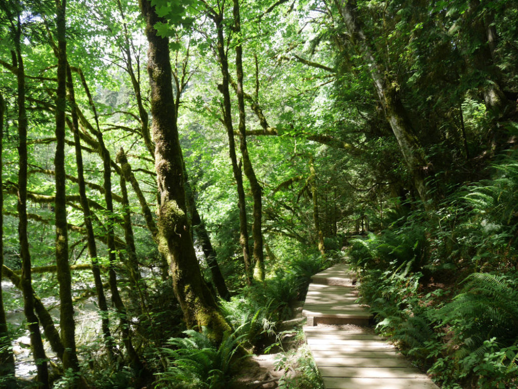 Gorgeous woods in Lynn Creek