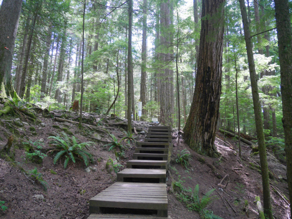 Lynn Canyon park woods