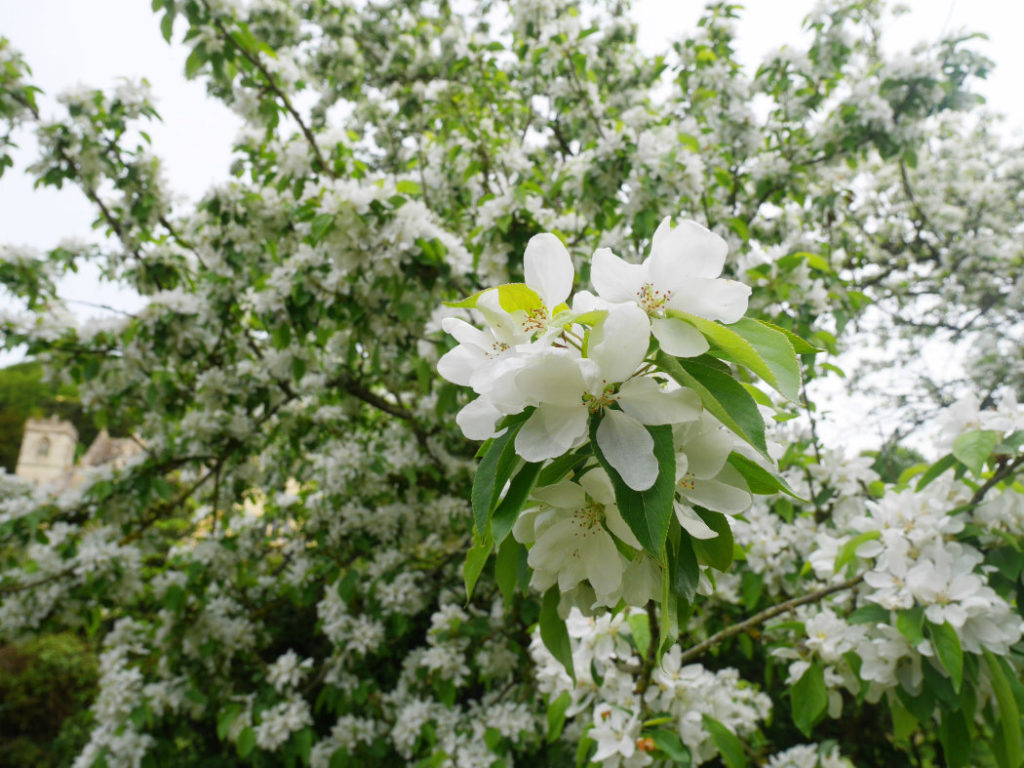 Blossoms