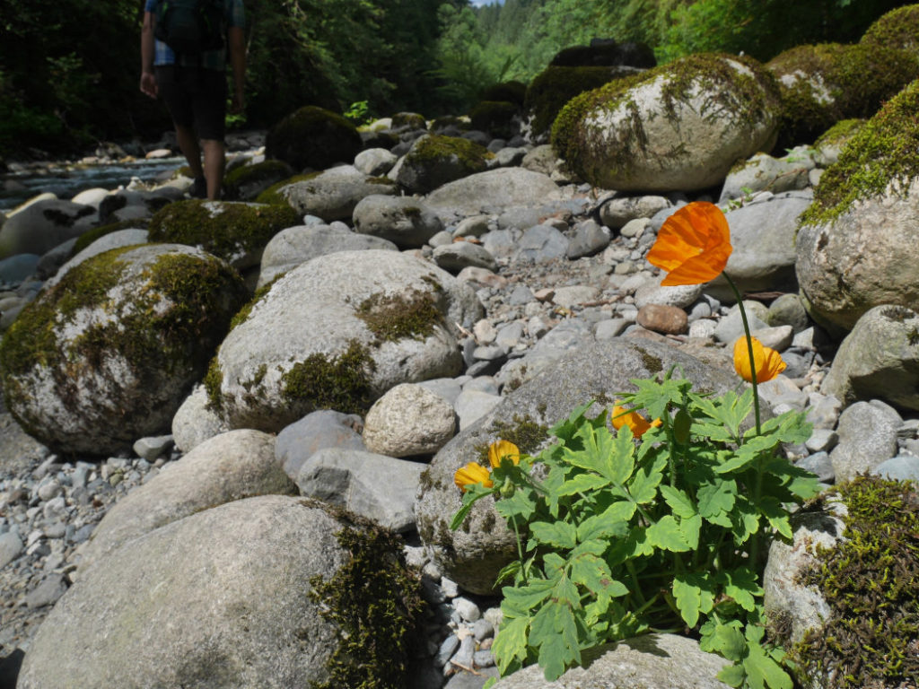 Lynn Creek Park poppies