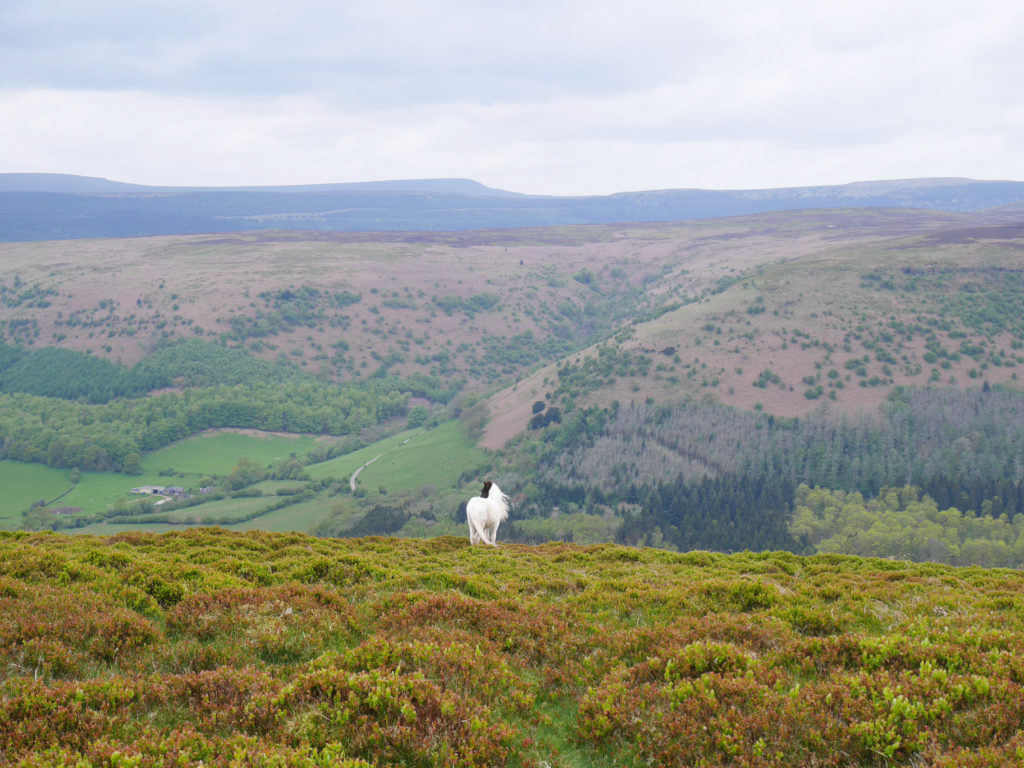 Terrible camoflage for this pony