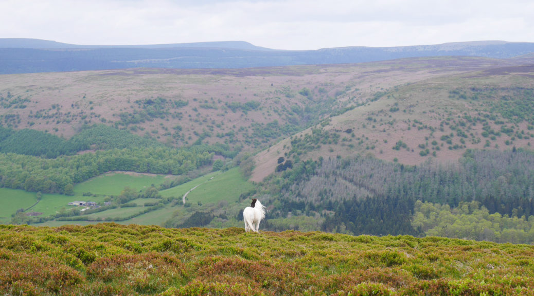 Terrible camoflage for this pony