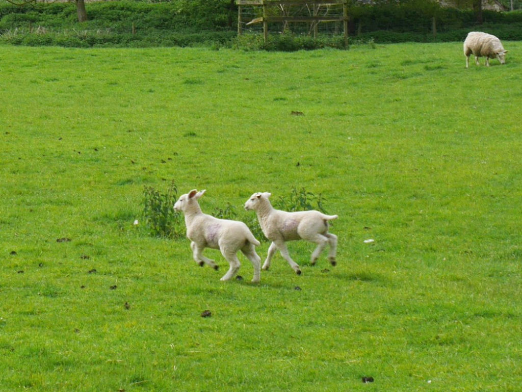 lambs