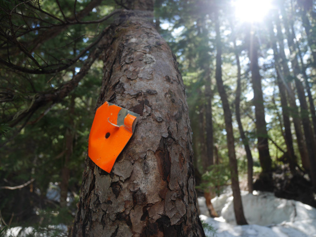 Don't get lost in the trees