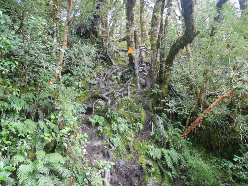 More amazing roots