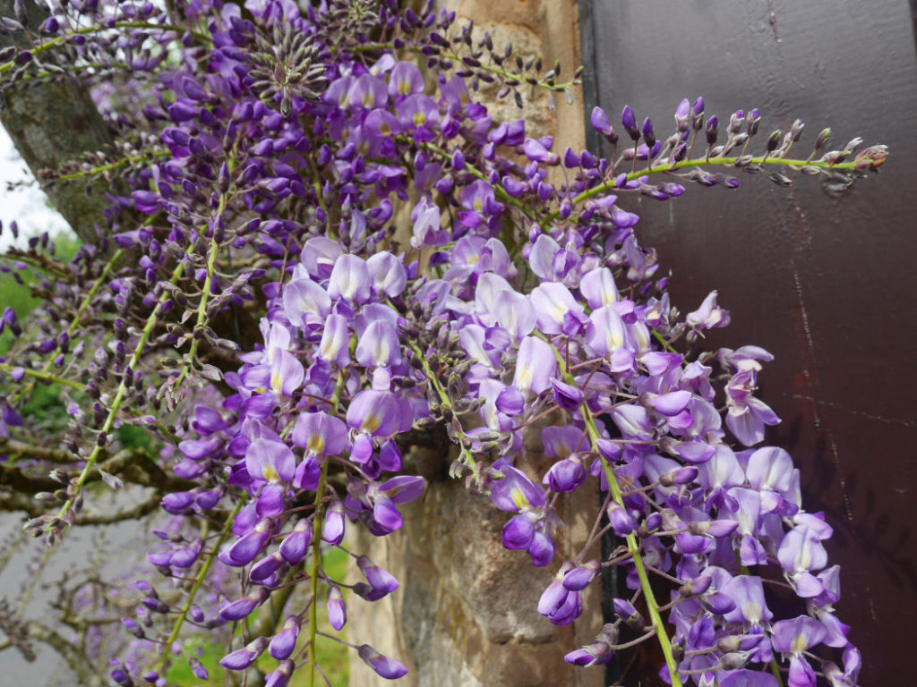 Wisteria