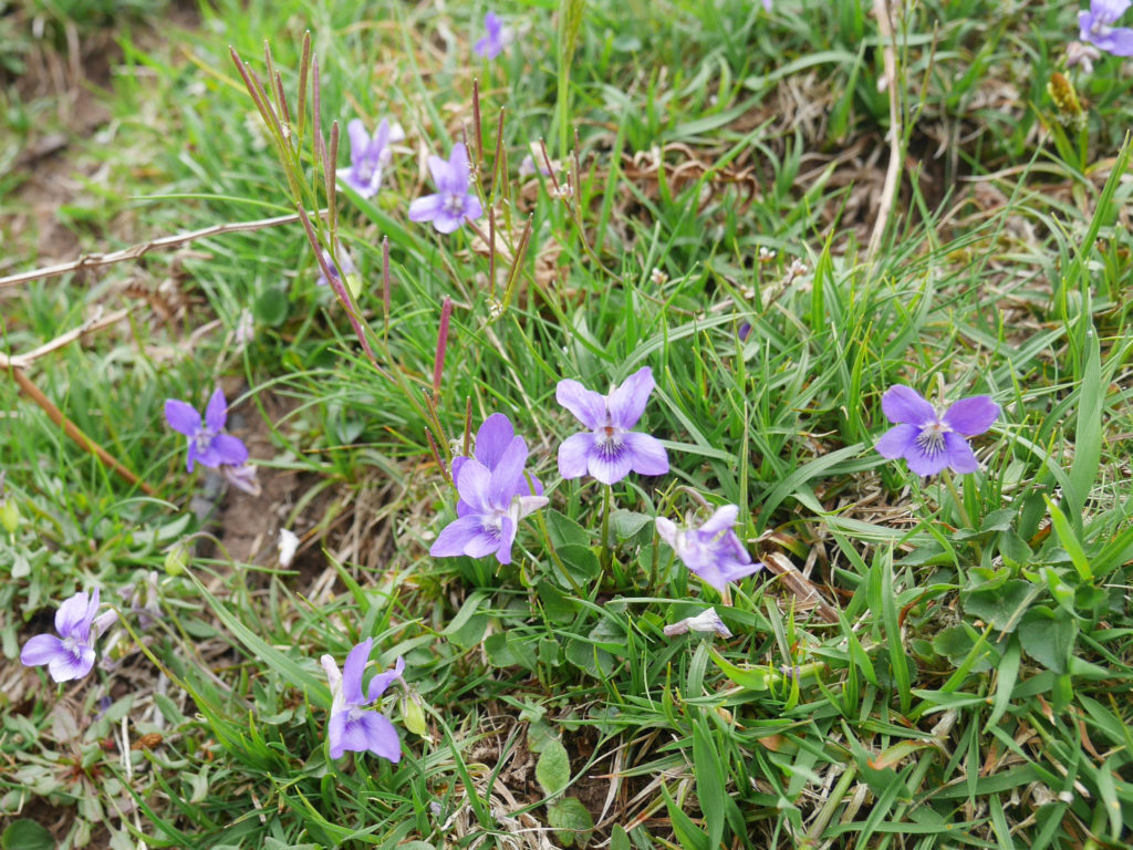 Violets