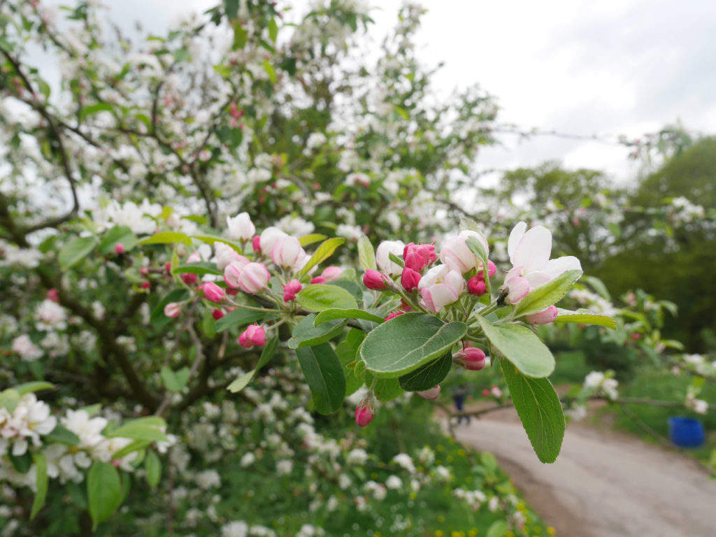 Blossoms