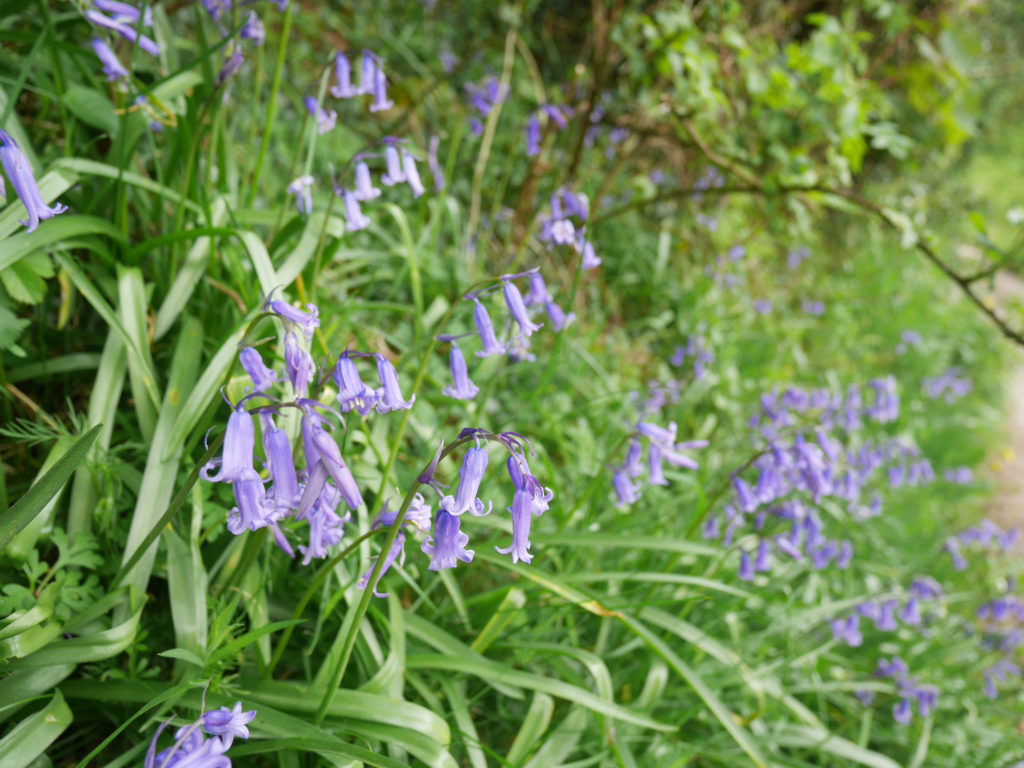 Bluebells