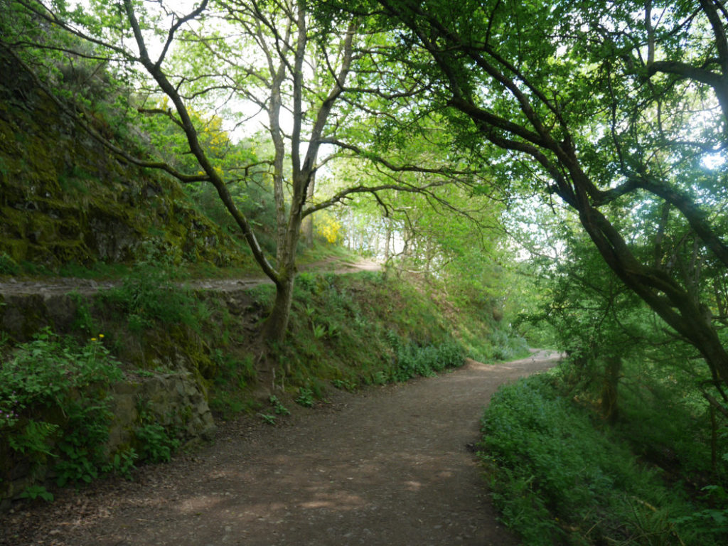 Through the woods