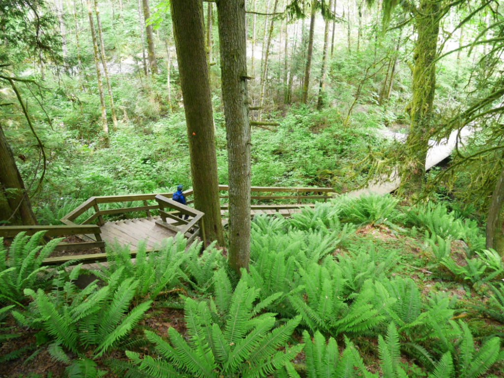 More steps heading back to the Lynn Canyon Suspension Bridge