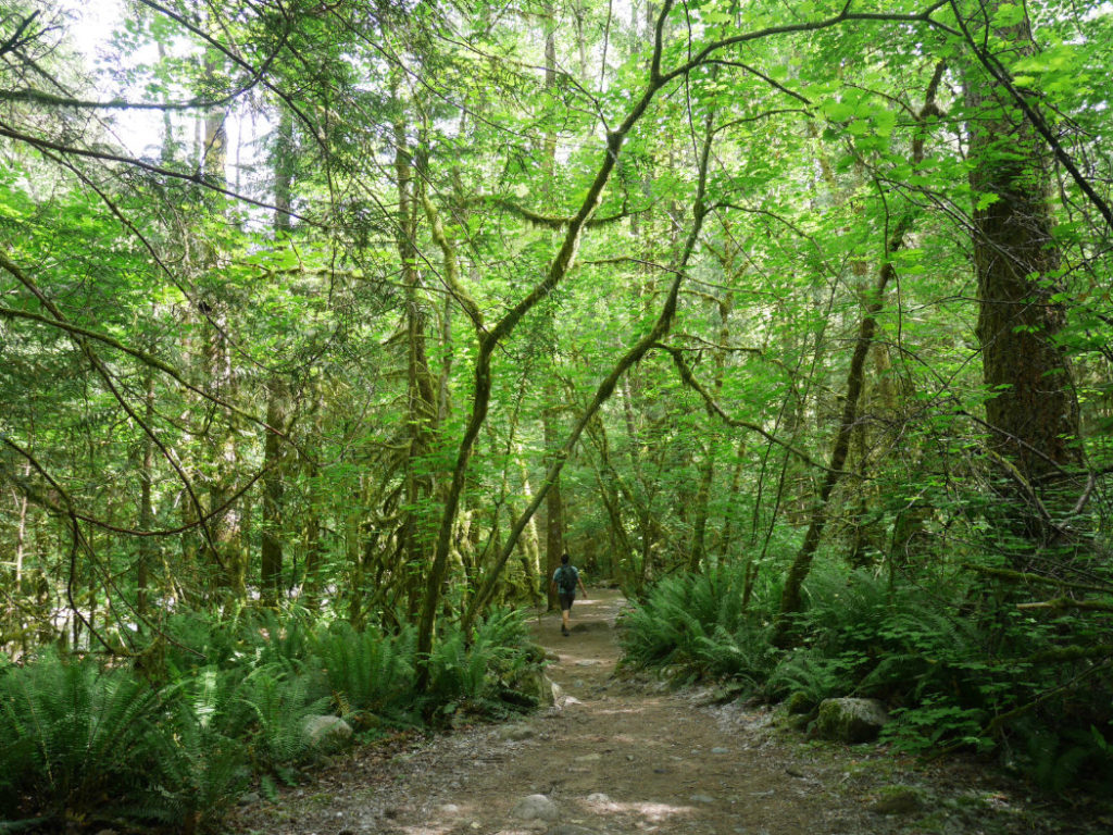 Gorgeous green woods