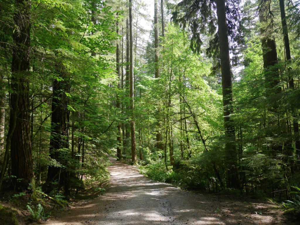 Back to quiet woods
