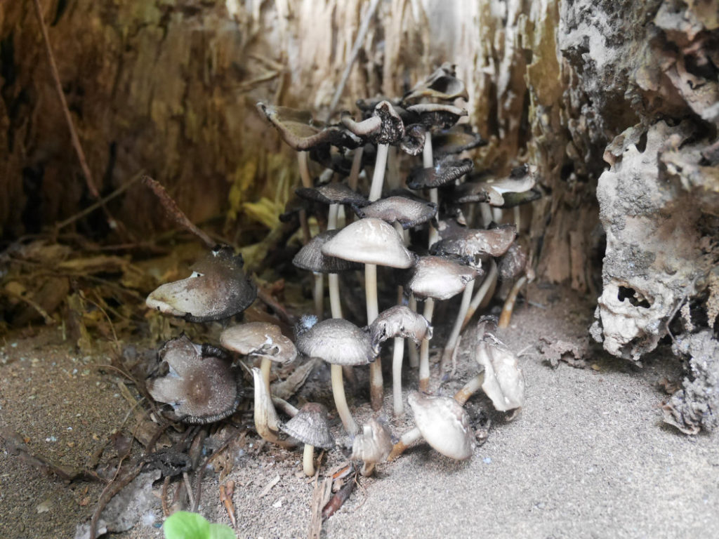 Mushroom mushroom