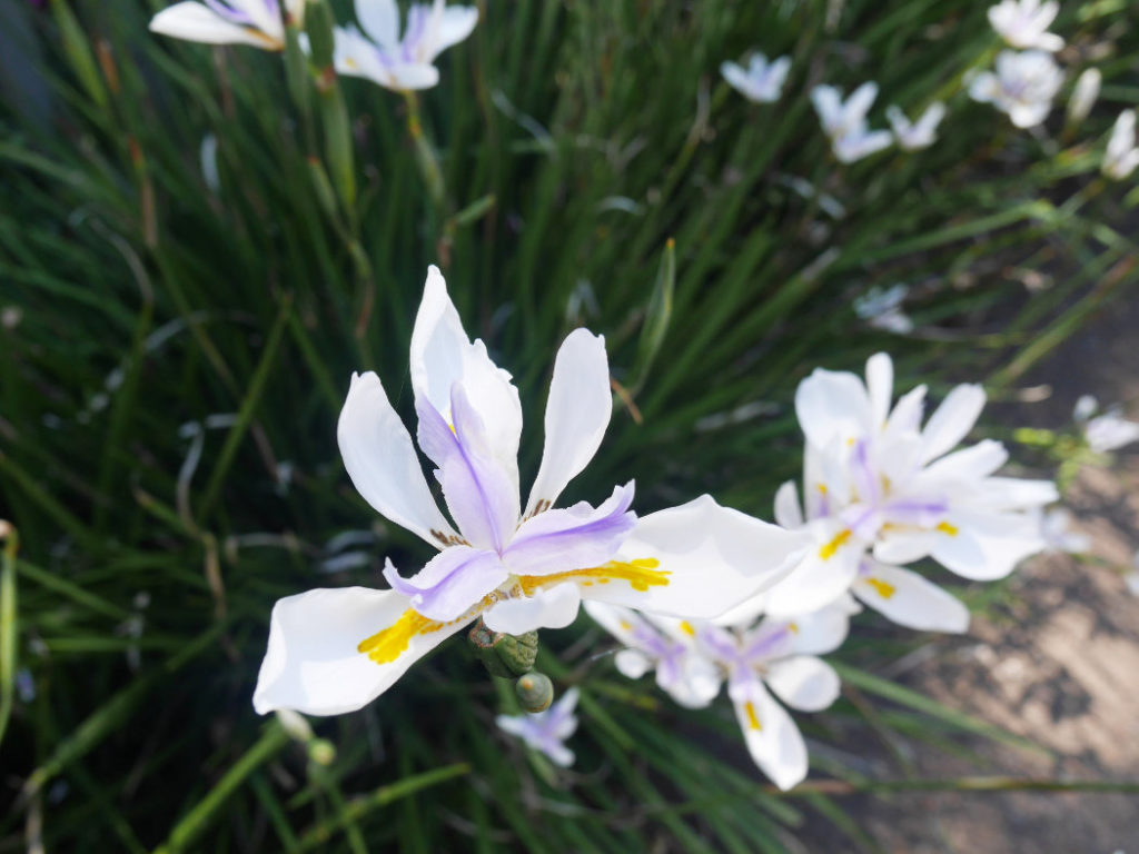 Pretty flowers