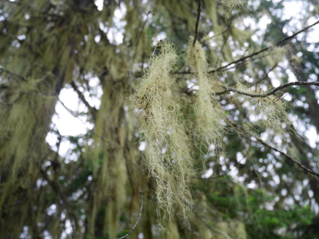 Lichen
